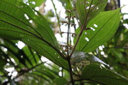 Image de Miconia albertobrenesii Gamba & Almeda