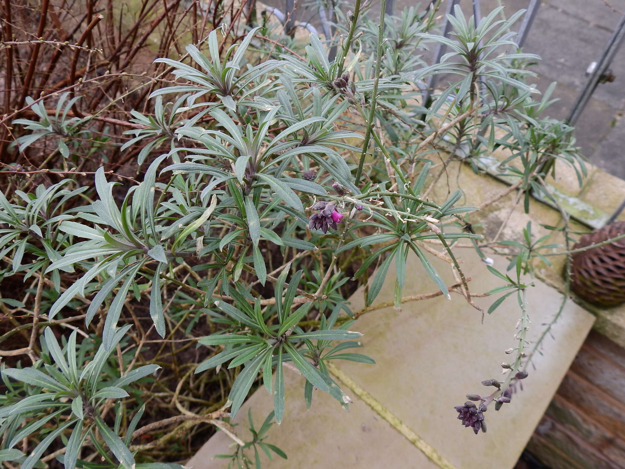 Image of Erysimum linifolium (Pers.) J. Gay