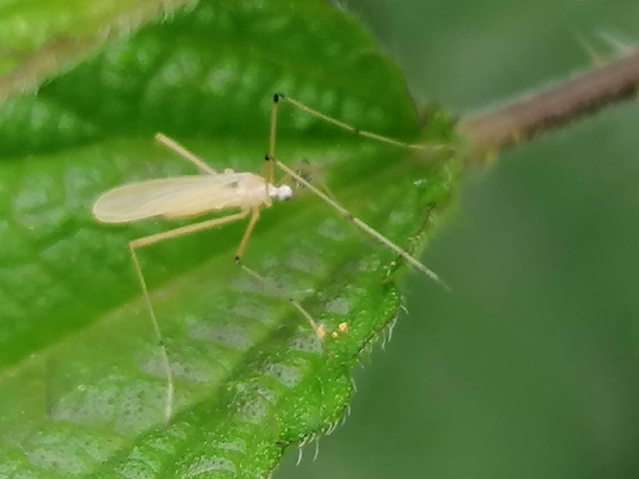 صورة Cheilotrichia (Cheilotrichia) imbuta (Meigen 1818)