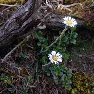 Oritrophium crocifolium (Kunth) Cuatrec.的圖片