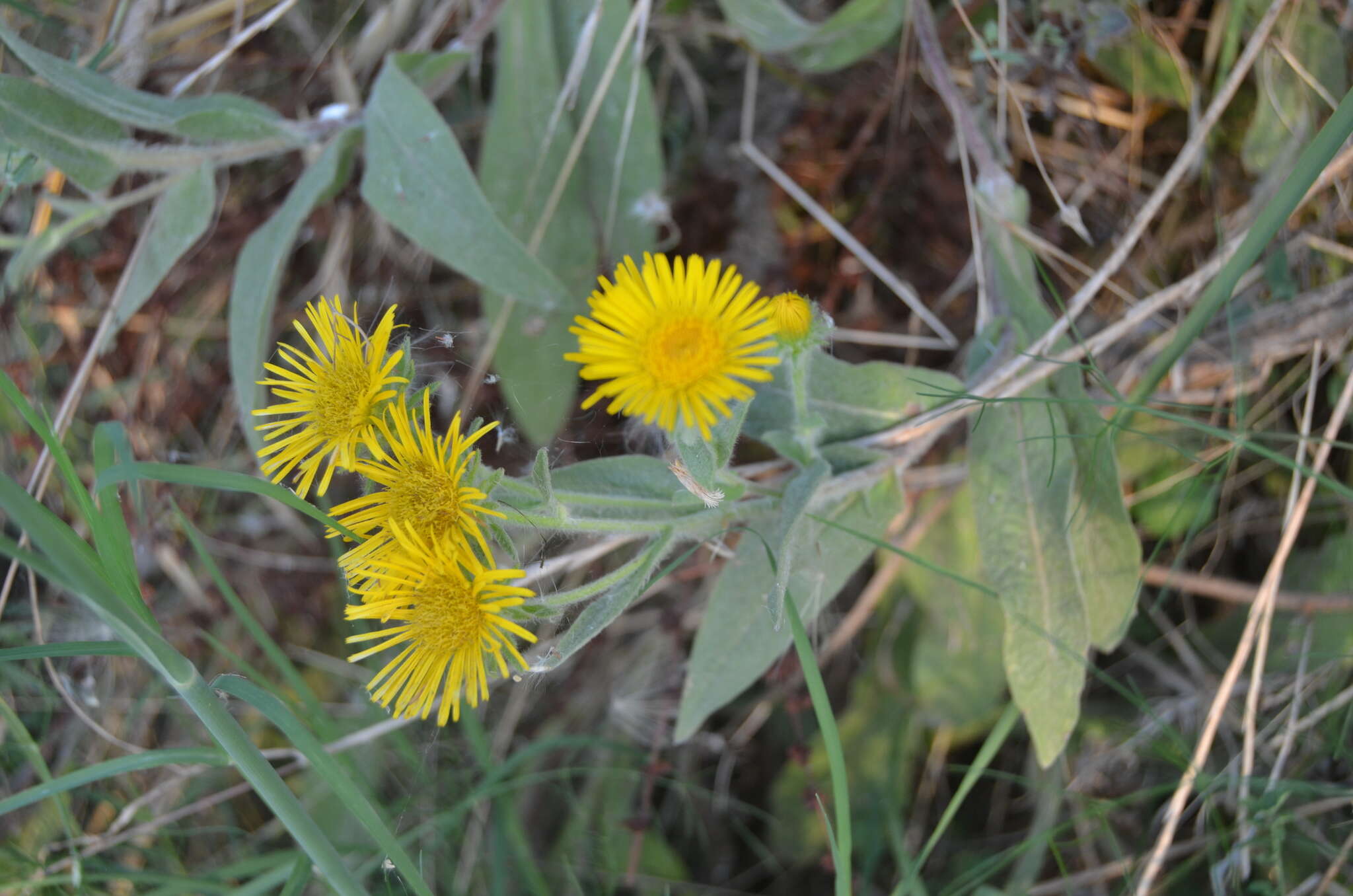 Image of Pentanema helenioides (DC.) D. Gut. Larr., Santos-Vicente, Anderb., E. Rico & M. M. Mart. Ort.