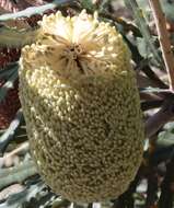 Image of Banksia pilostylis C. A. Gardner