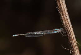 Image of Austrolestes aridus (Tillyard 1908)