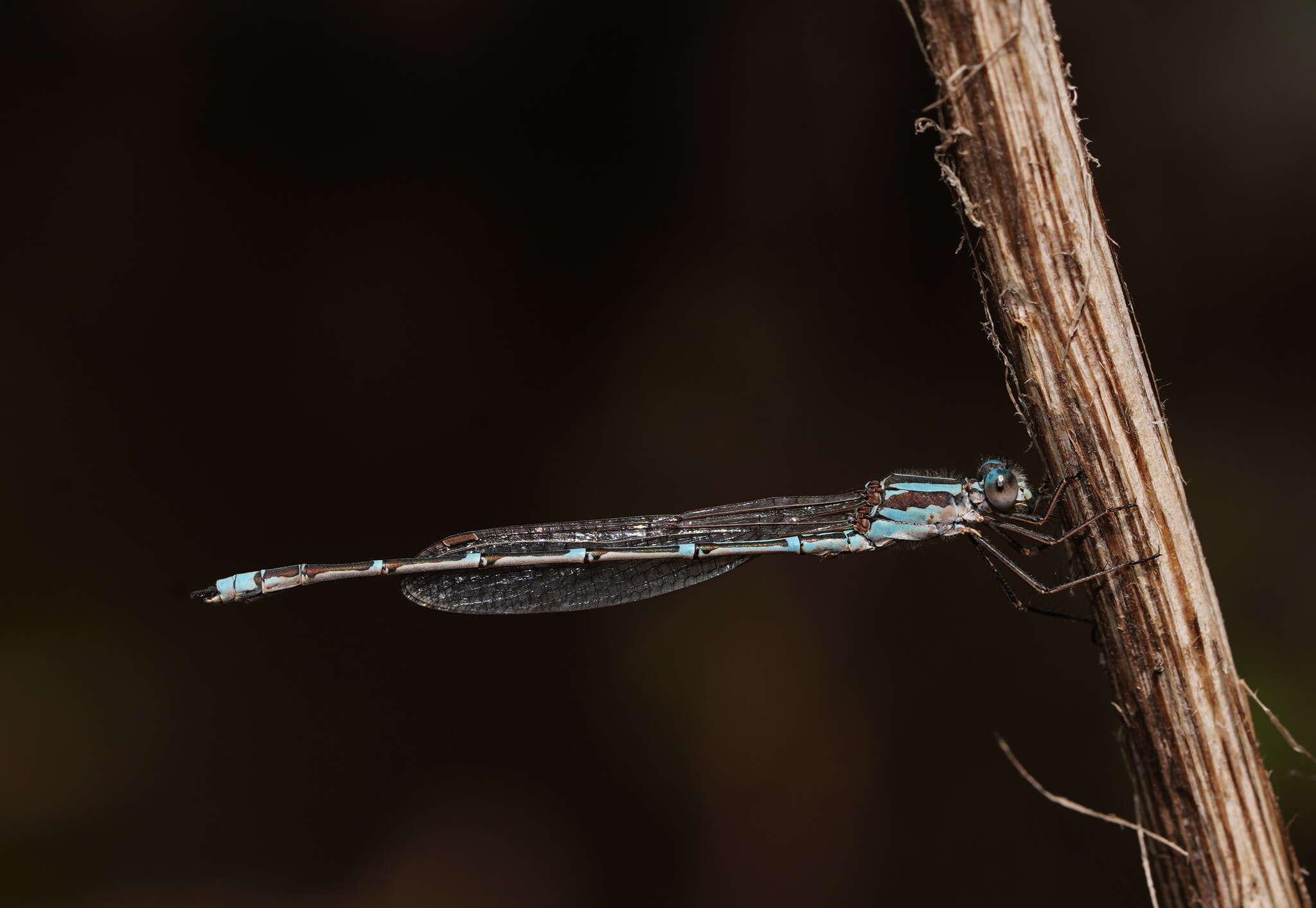 Image of Austrolestes aridus (Tillyard 1908)