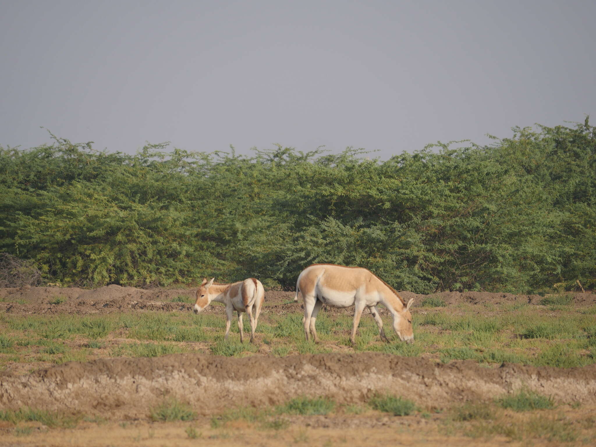 Image of Indian Wild Ass