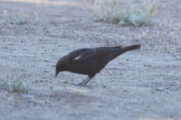 Image of Tricolored Blackbird