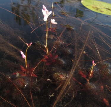 Utricularia benjaminiana Oliv.的圖片