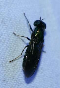 Sivun Chloromyia speciosa (Macquart 1834) kuva