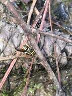 Image of Paranthidium jugatorium lepidum (Cresson 1878)