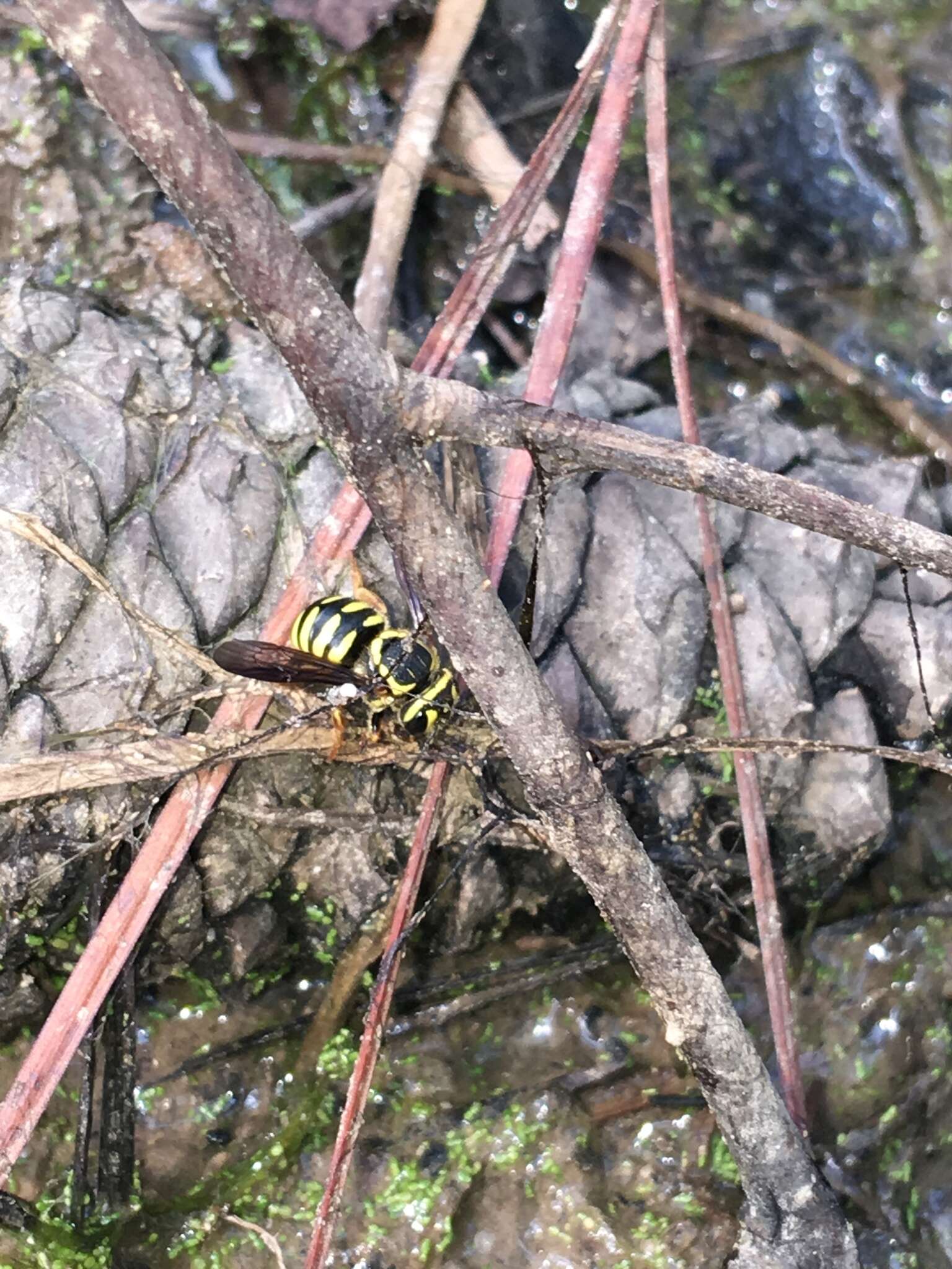 Image of Paranthidium jugatorium lepidum (Cresson 1878)