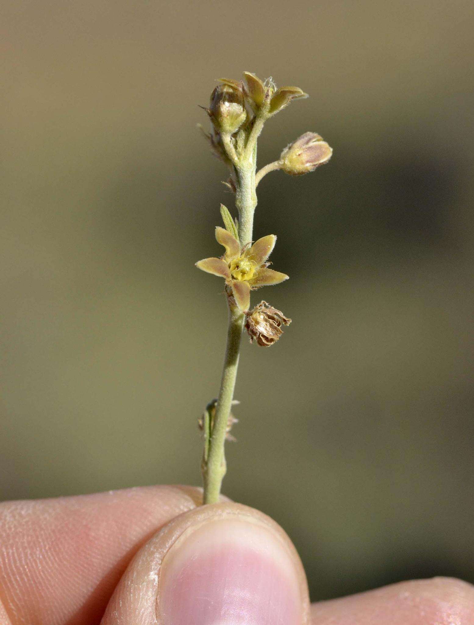 Image of Aspidoglossum biflorum E. Mey.