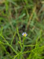 Image of <i>Symphyotrichum <i>subulatum</i></i> var. subulatum