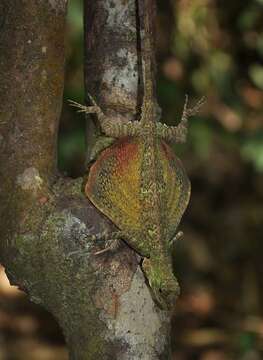 Imagem de Draco taeniopterus Günther 1861