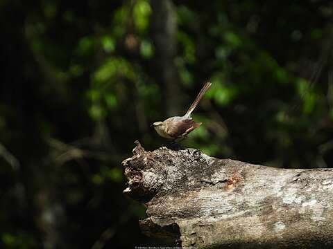 Image of Northern Mockingbird