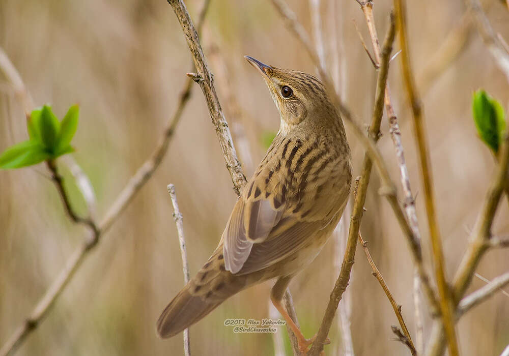 Locustella lanceolata (Temminck 1840) resmi