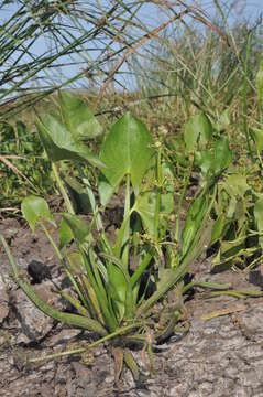 Image of Limnophyton obtusifolium (L.) Miq.