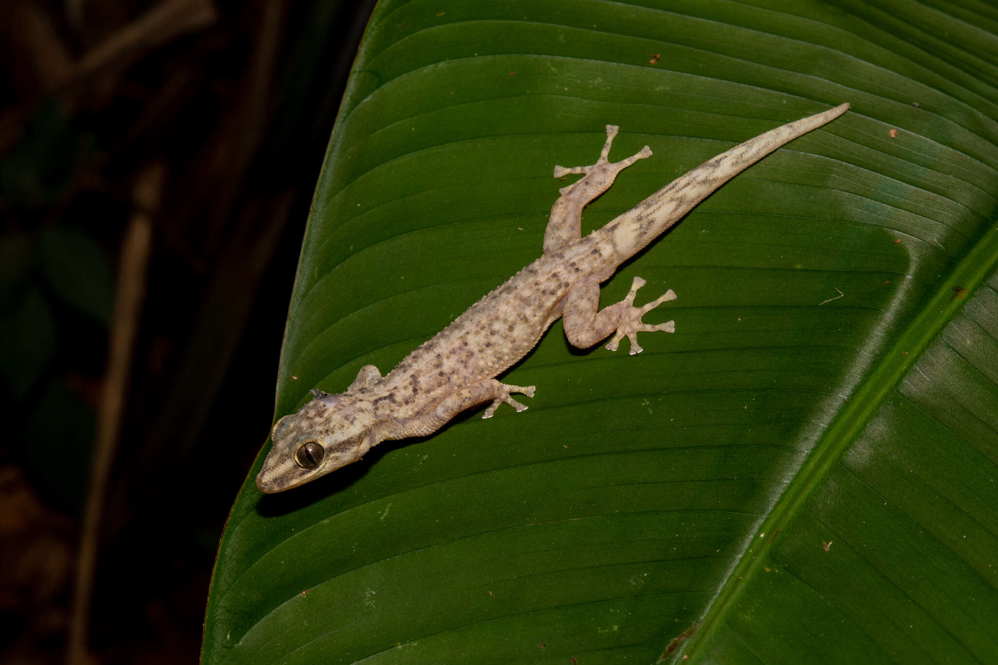 Plancia ëd Phyllodactylus palmeus Dixon 1968