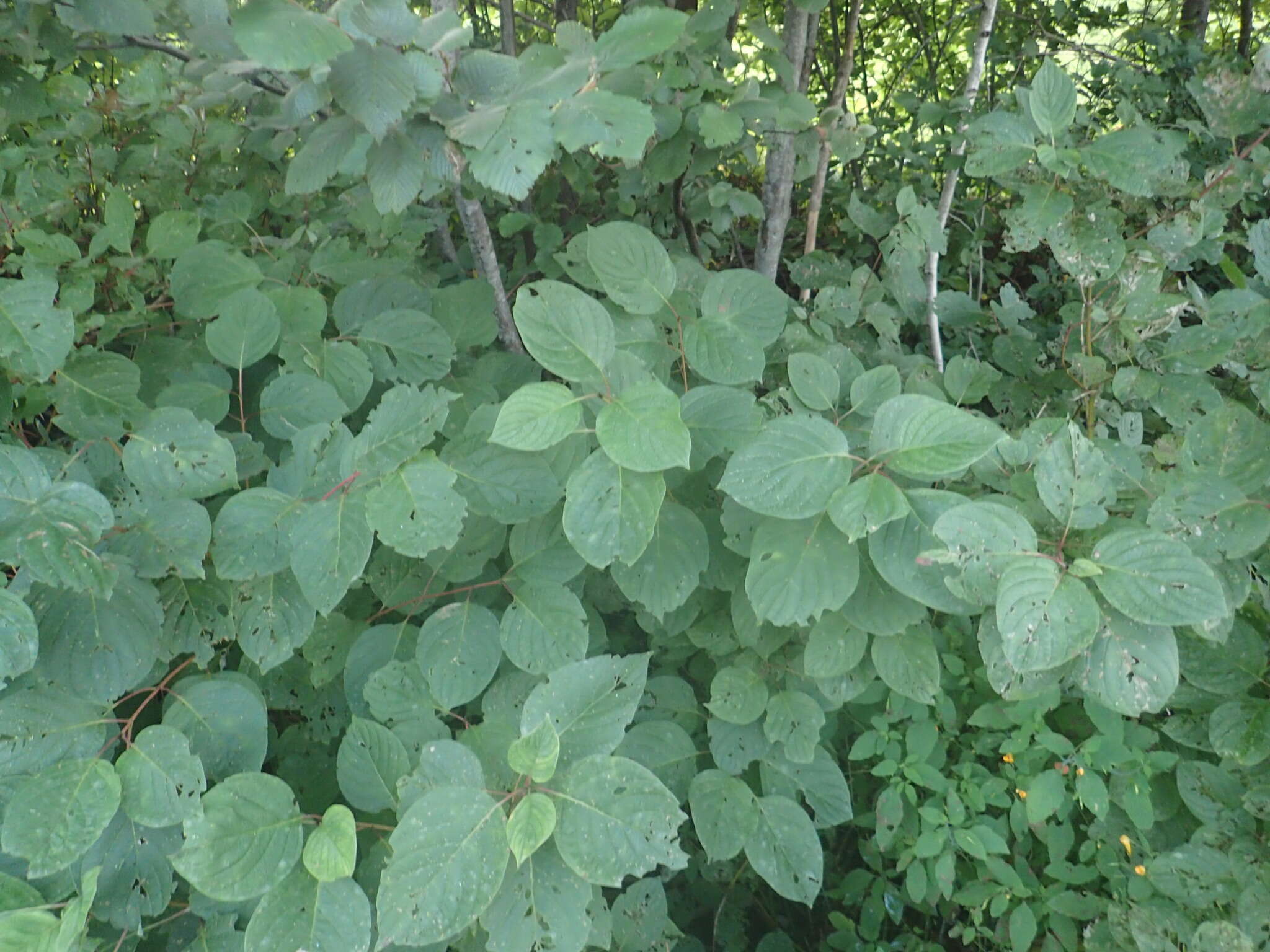 Image of roundleaf dogwood