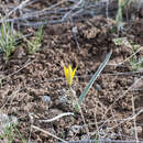 Image of Tulipa heteropetala Ledeb.