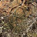 Image of Crocanthemum suffrutescens (B. Schreib.) Sorrie