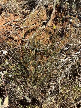 Image of Crocanthemum suffrutescens (B. Schreib.) Sorrie