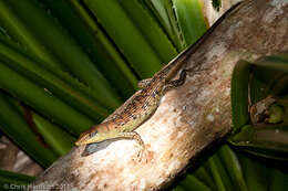 Image of Samoa Skink