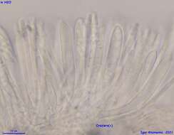 Image of Psilachnum inquilinum (P. Karst.) Dennis 1962