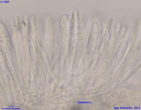 Imagem de Psilachnum inquilinum (P. Karst.) Dennis 1962