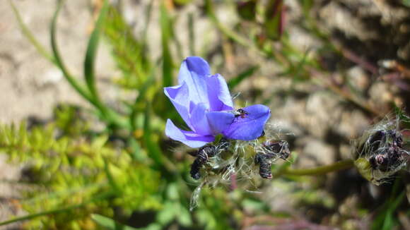 Image of Aristea africana (L.) Hoffmanns.