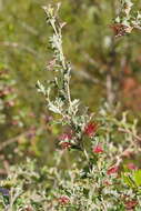 Image of Grevillea aquifolium Lindl.