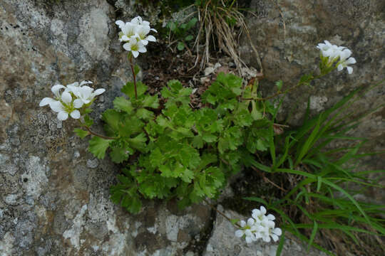 Sivun Saxifraga pedemontana All. kuva