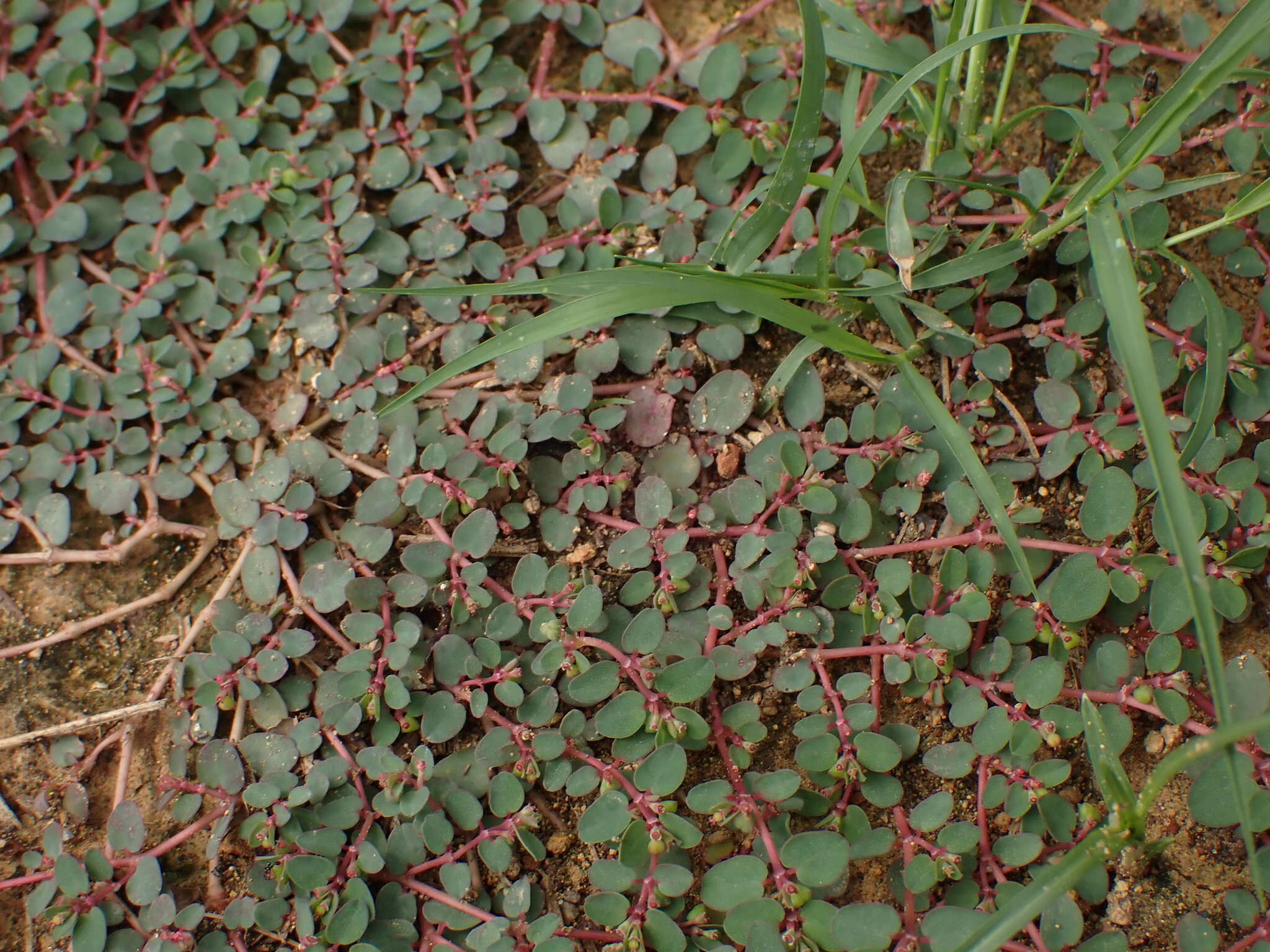 Image of Euphorbia makinoi Hayata