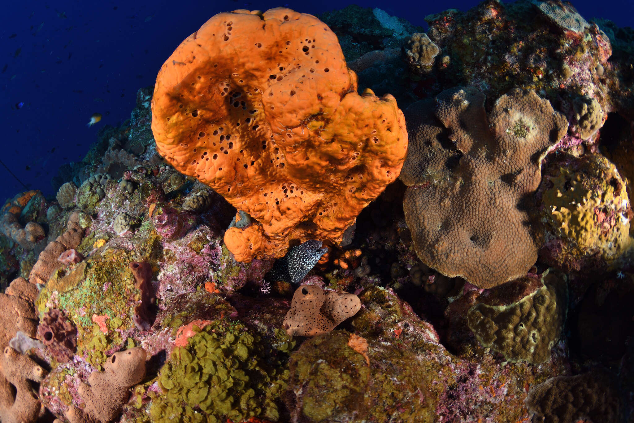 Image of orange elephant ear sponge