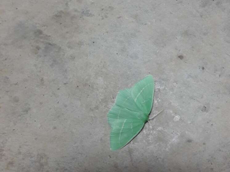 Image of small emerald moth