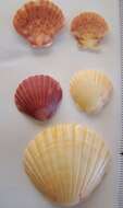 Image of New Zealand scallop