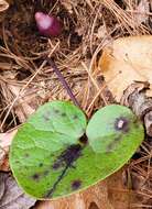 Image of North Fork heartleaf