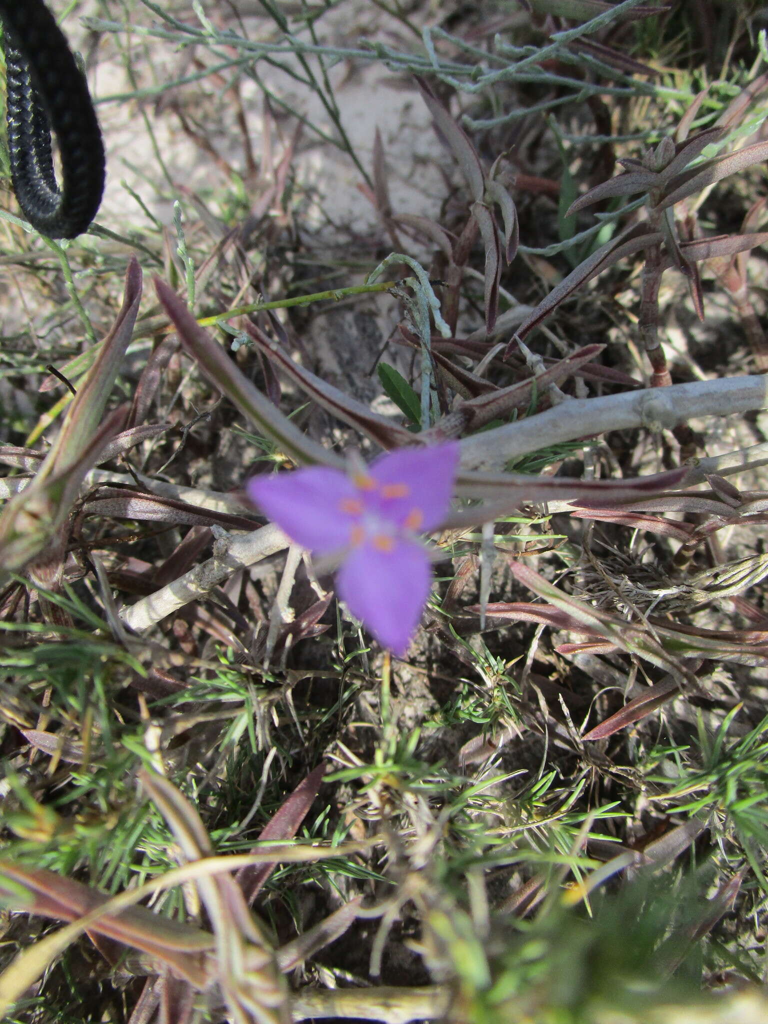 Image de Callisia micrantha (Torr.) D. R. Hunt