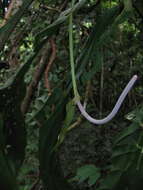 Image of Anthurium bonplandii G. S. Bunting