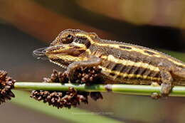 Image of Cape dwarf chameleon