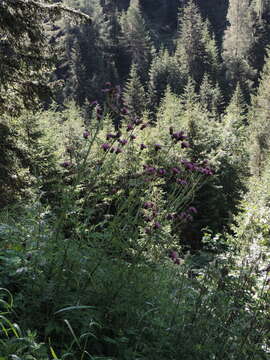 Слика од Cirsium alsophilum (Pollini) Greuter