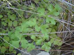 Image de Chamarea gracillima (H. Wolff) B. L. Burtt