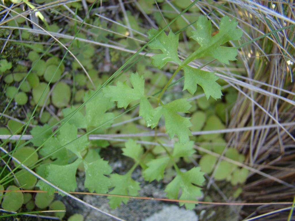 Imagem de Chamarea gracillima (H. Wolff) B. L. Burtt