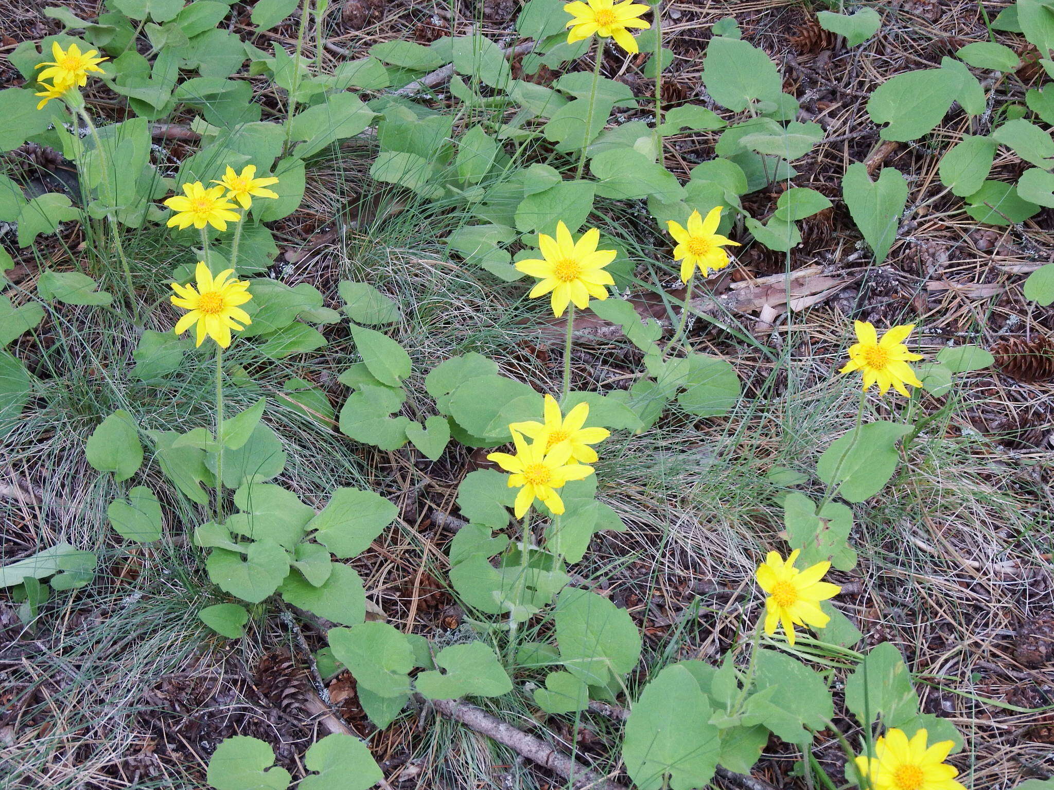 Image of heartleaf arnica