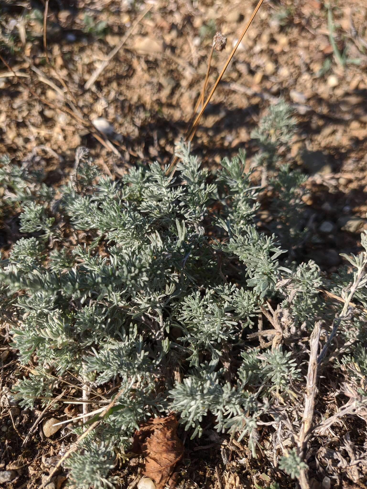 Image of Artemisia taurica