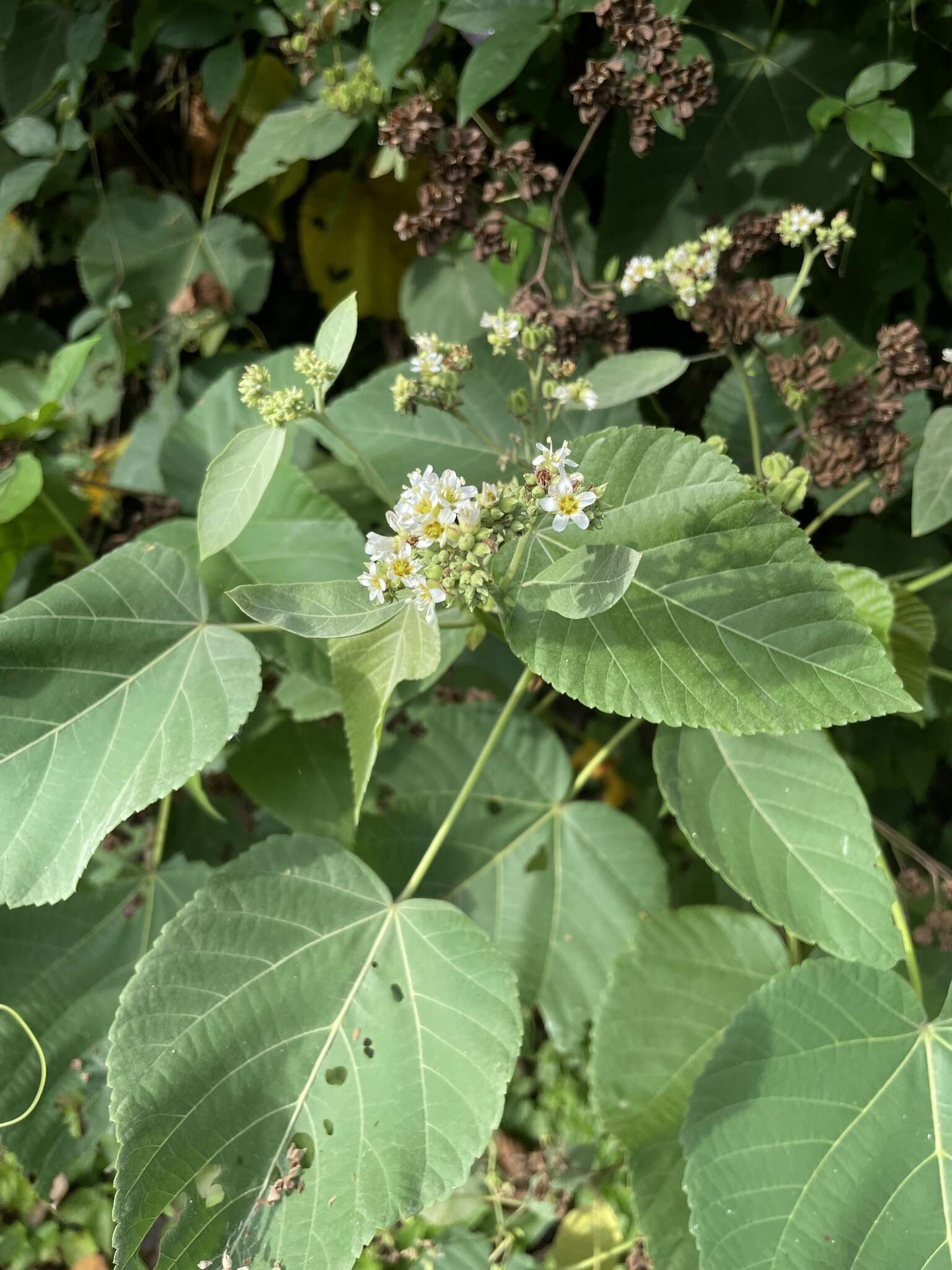 Image de Melochia umbellata (Houtt.) Stapf