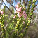 Image of Erica filipendula subsp. parva E. G. H. Oliv. & I. M. Oliv.