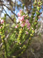 Imagem de Erica filipendula subsp. parva E. G. H. Oliv. & I. M. Oliv.