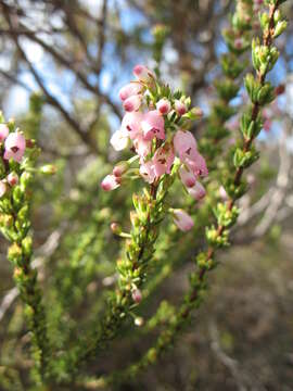 Image of Erica filipendula subsp. parva E. G. H. Oliv. & I. M. Oliv.