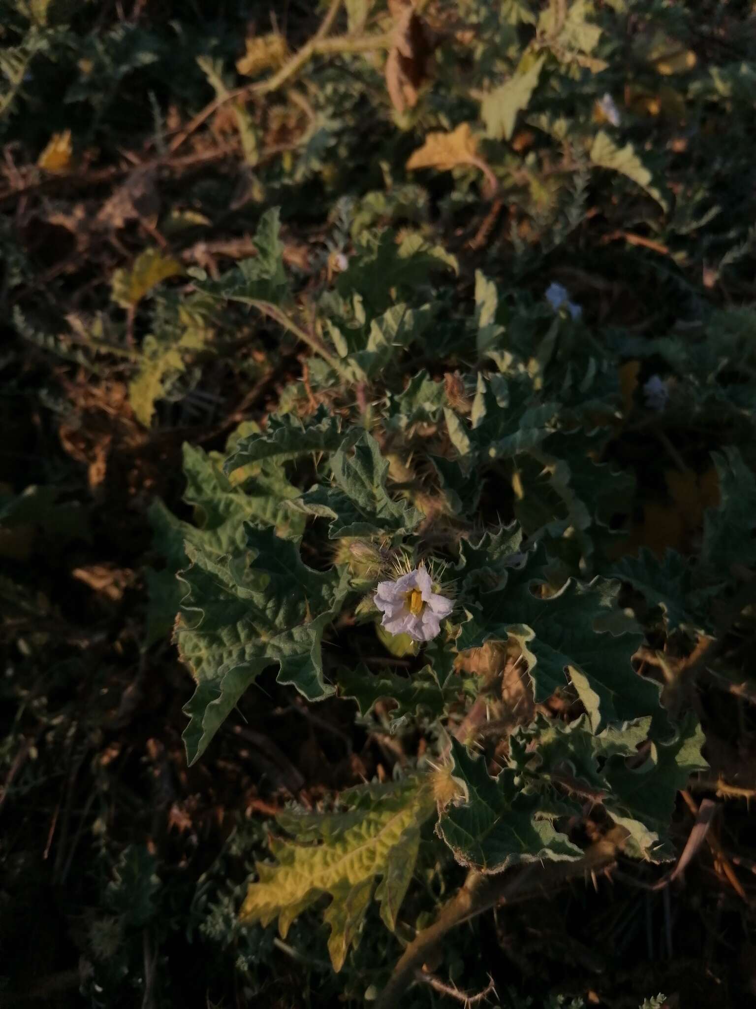 صورة Solanum campechiense L.