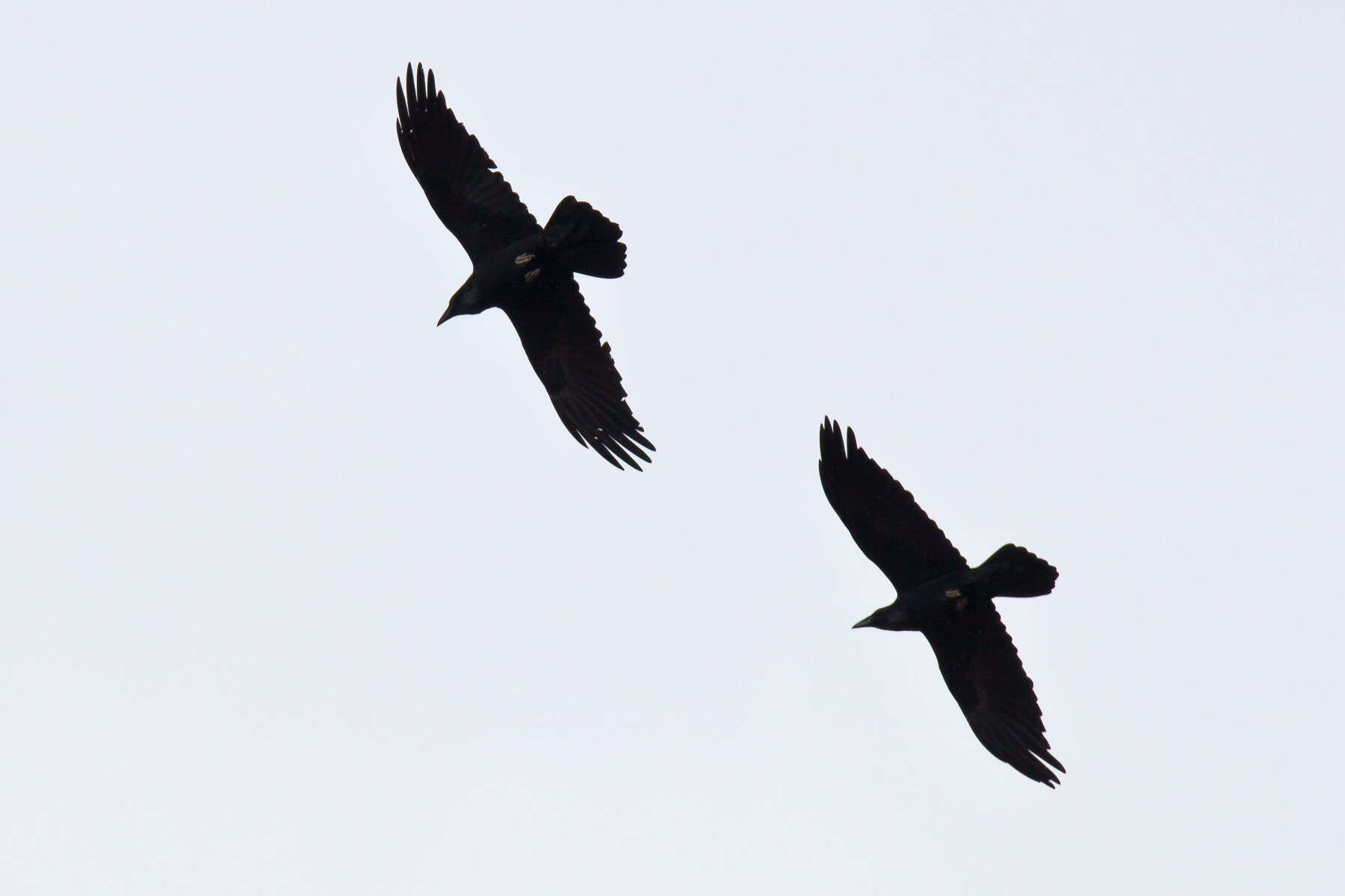 Image of Chihuahuan Raven